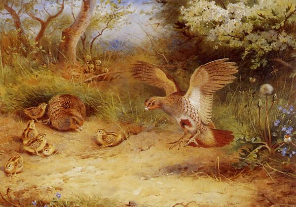 Archibald Thorburn Summer Partridge and Chicks